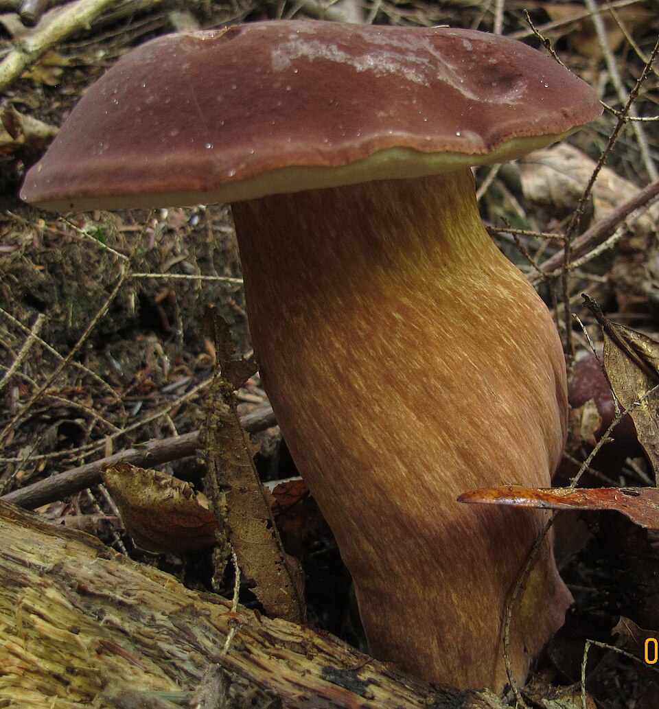 Tylopilus_badiceps_251051.jpg