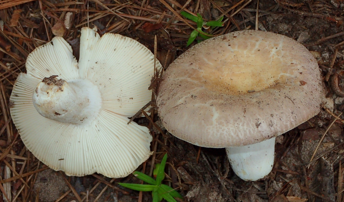 2880px-Russula_crustosa_Peck_631573.jpg
