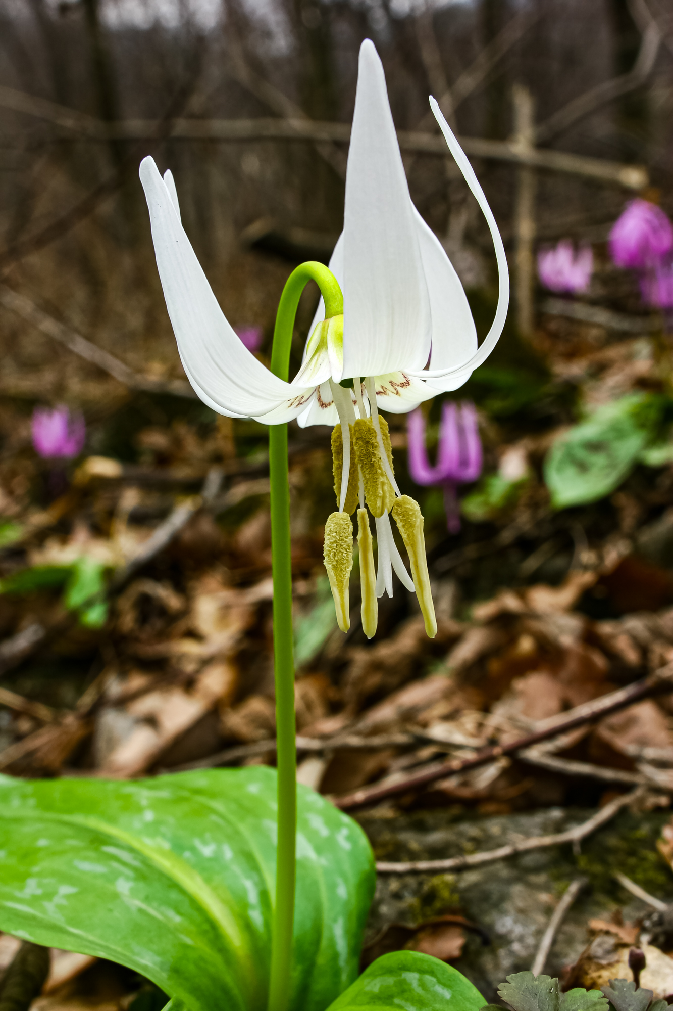 IMG_8271.JPG