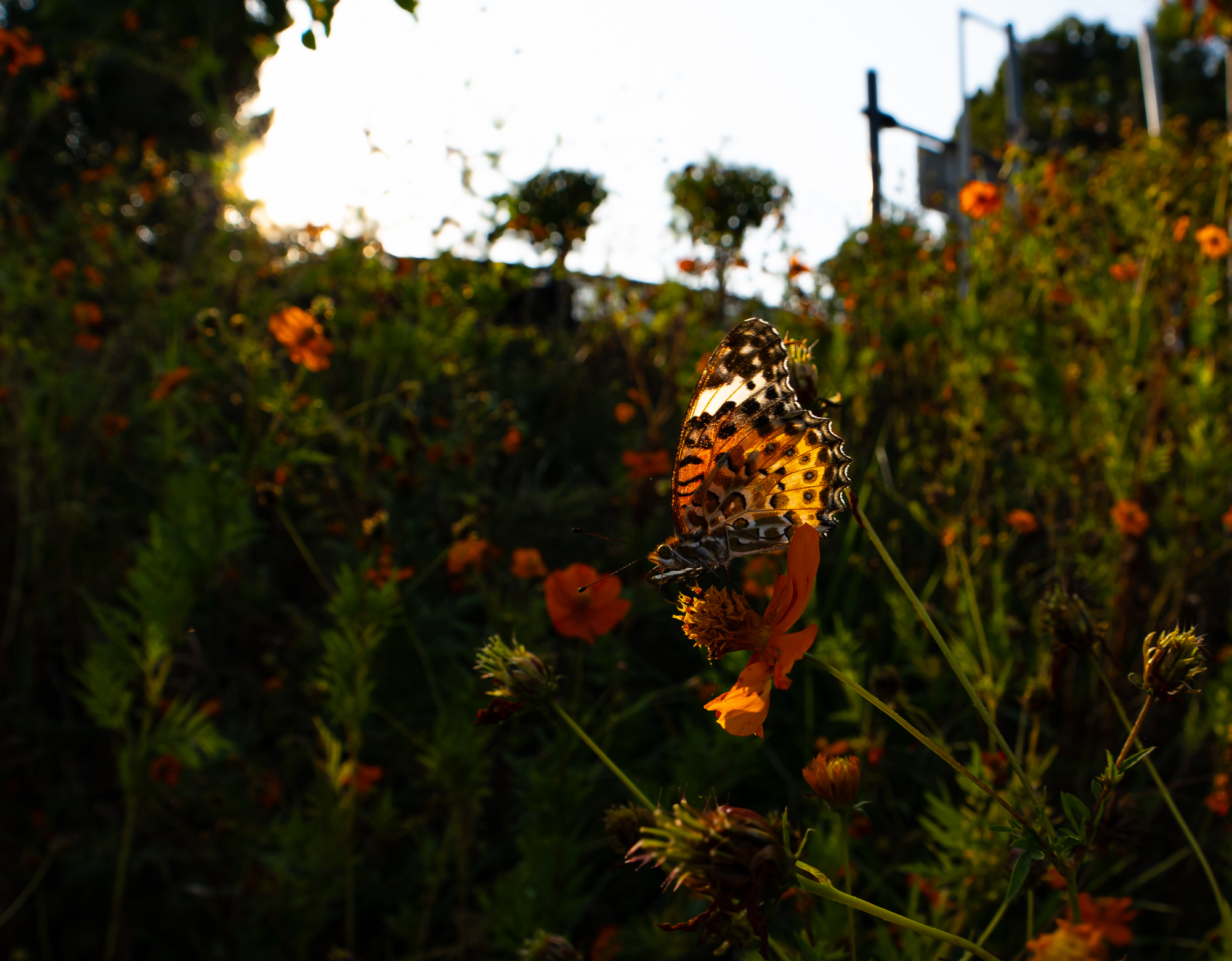 DSC013072026.JPG